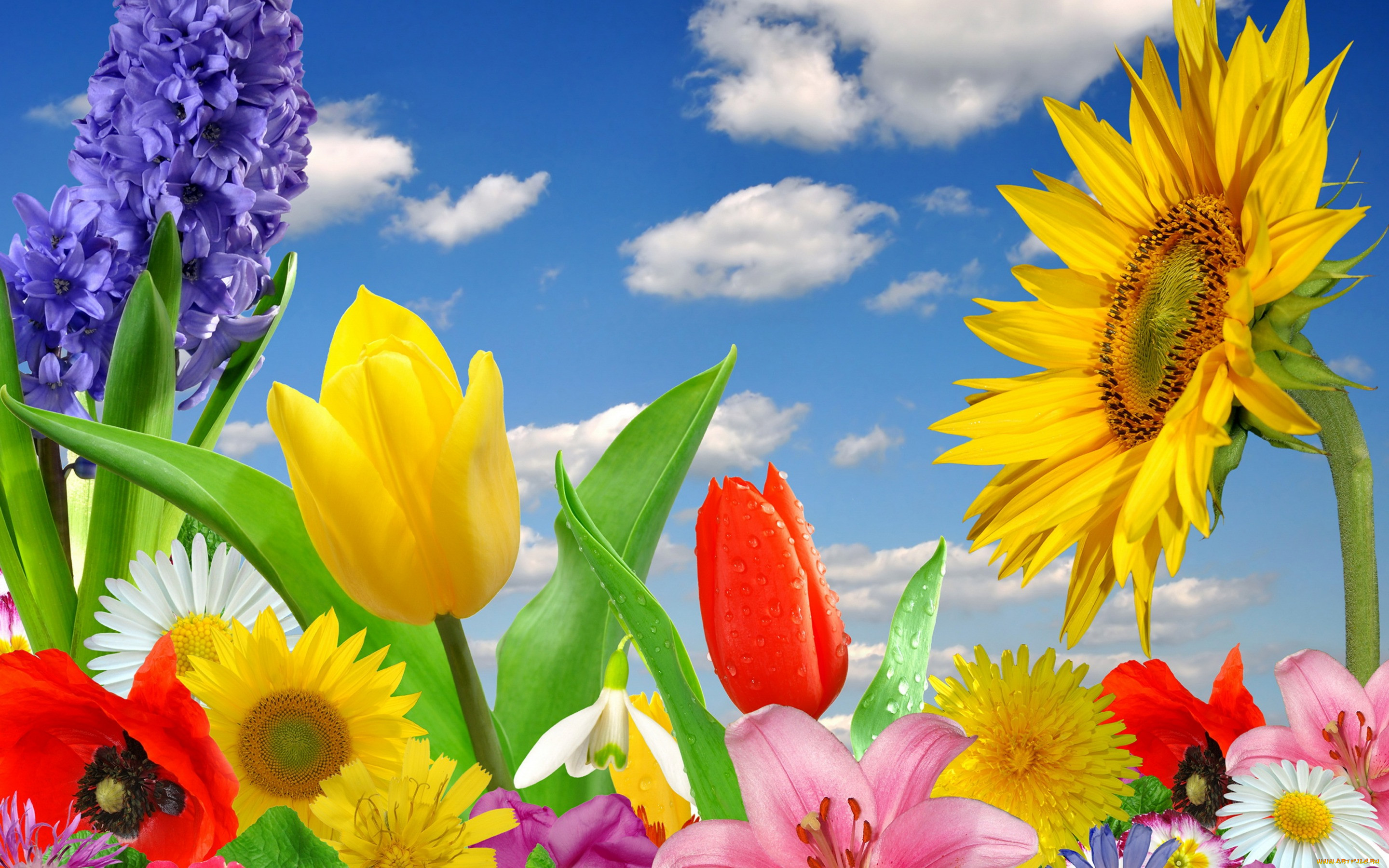 ,  , spring, flowers, colorful, blossom, bright, , , 